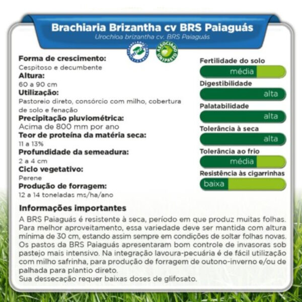 Brachiaria Brizantha cv BRS Paiaguás