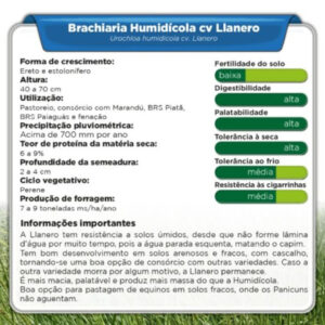 Brachiaria Humidícola cv Llanero