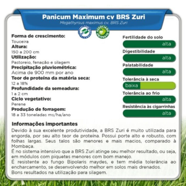Panicum Maximum cv BRS Zuri