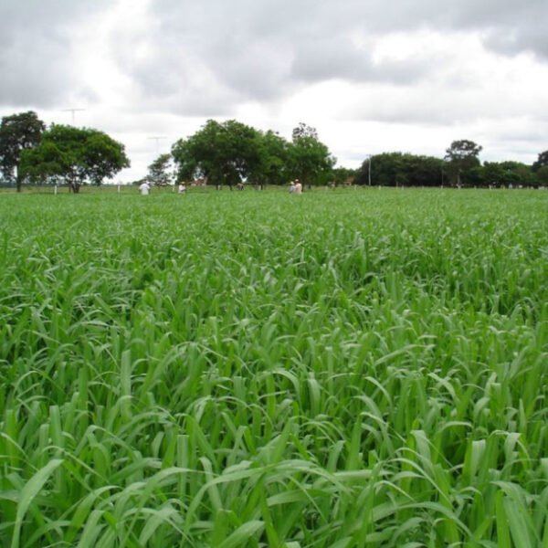 Panicum Maximum cv Mombaça - Image 2